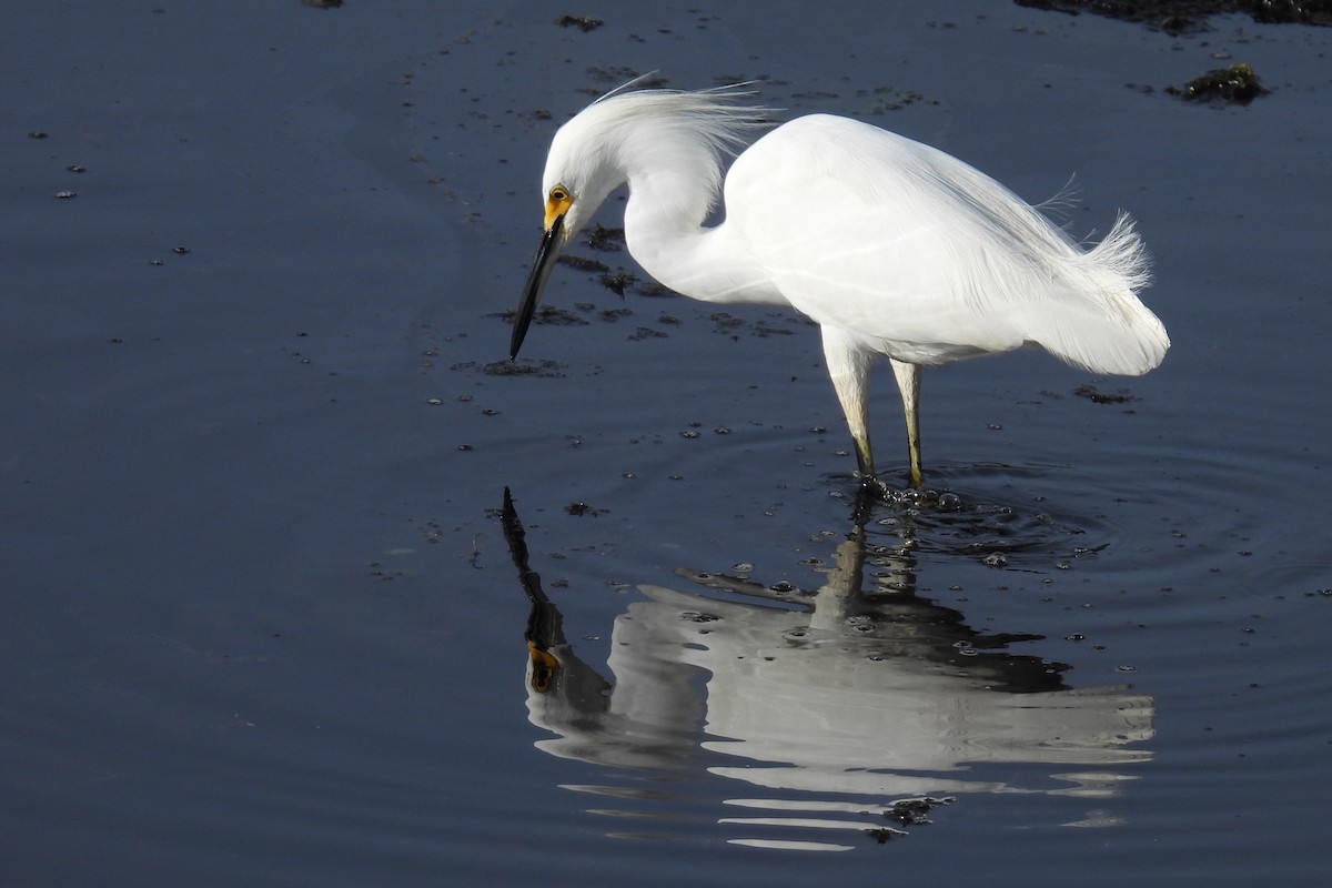 volavka bělostná - ML647091005