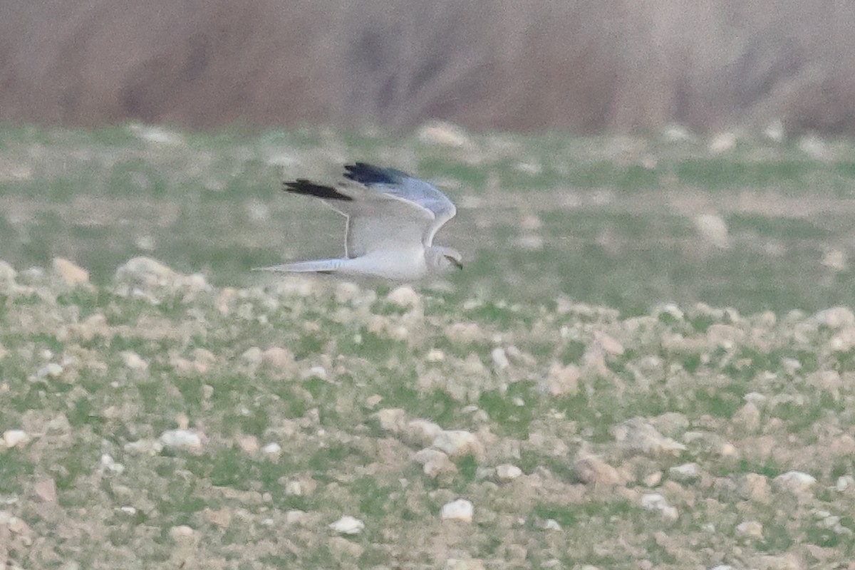 Aguilucho Papialbo - ML647091010