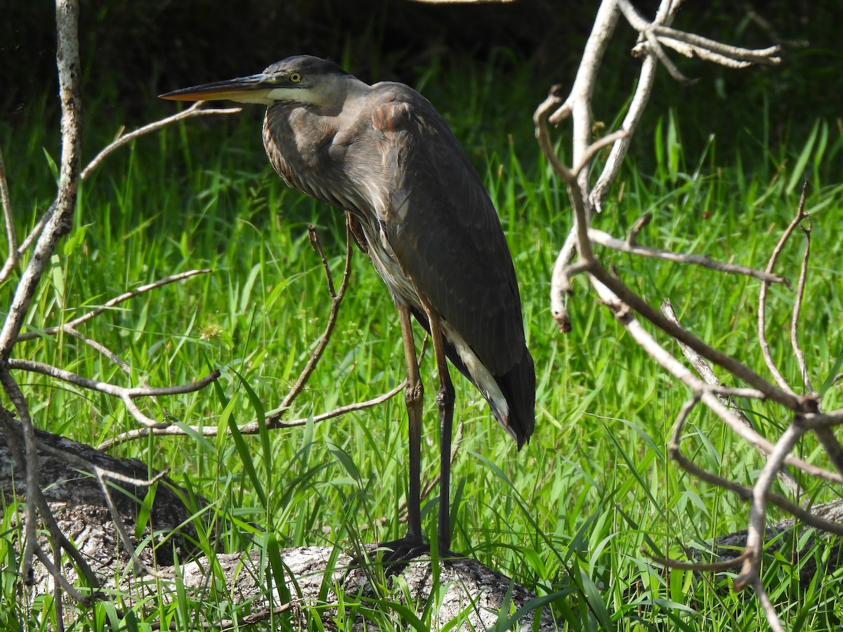 Great Blue Heron - ML647091011