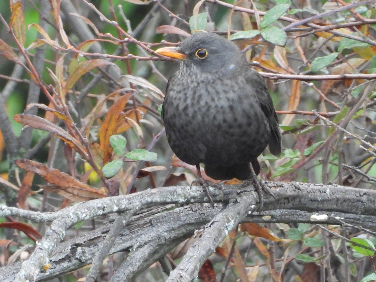 Eurasian Blackbird - ML647091019