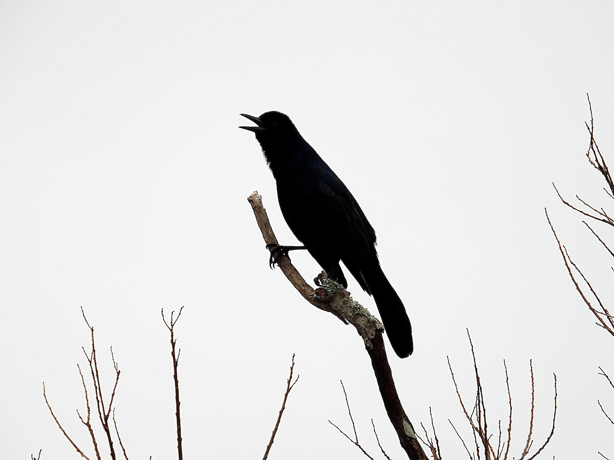 キタオナガクロムクドリモドキ - ML647091022