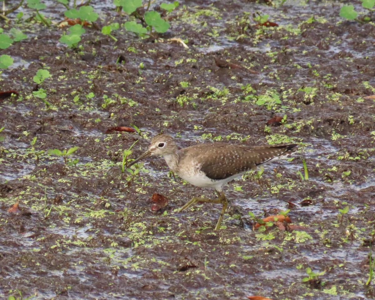 Solitary Sandpiper - ML647091024