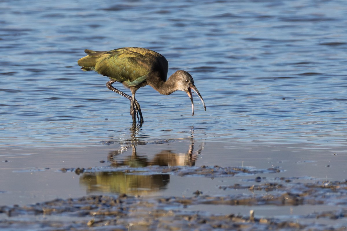 Beltzaran musuzuria - ML647091025