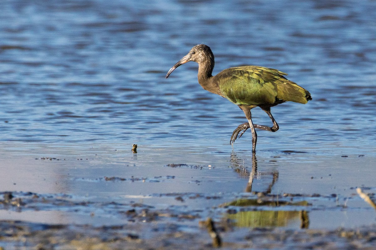 Beltzaran musuzuria - ML647091026