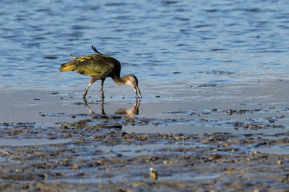 Beltzaran musuzuria - ML647091027