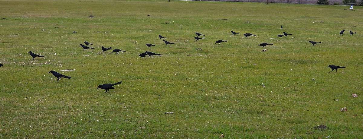 キタオナガクロムクドリモドキ - ML647091030