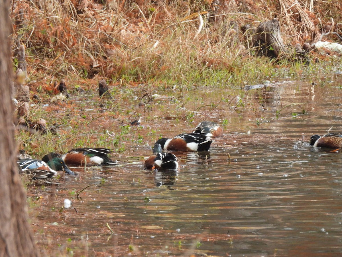 Ahate mokozabal zuria - ML647091031