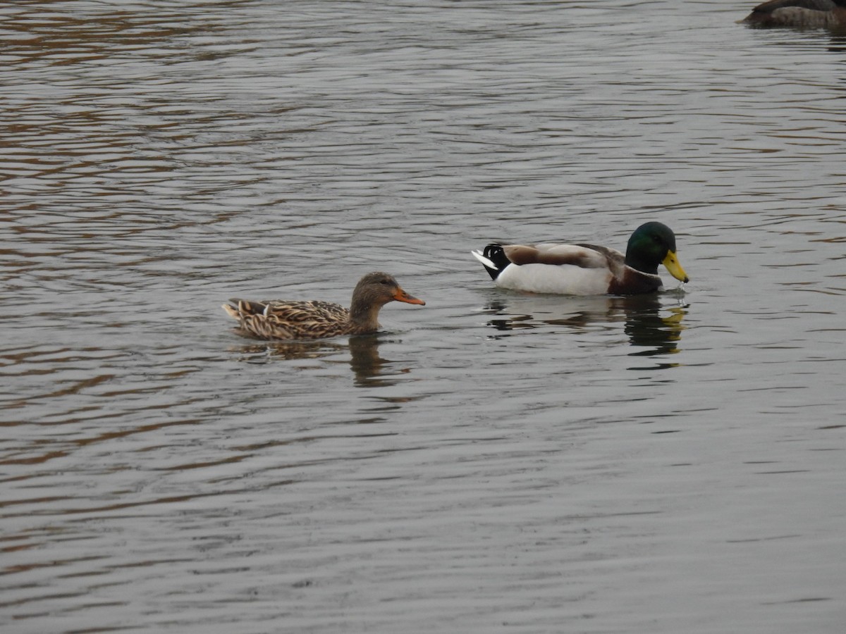 Basahatea - ML647091035