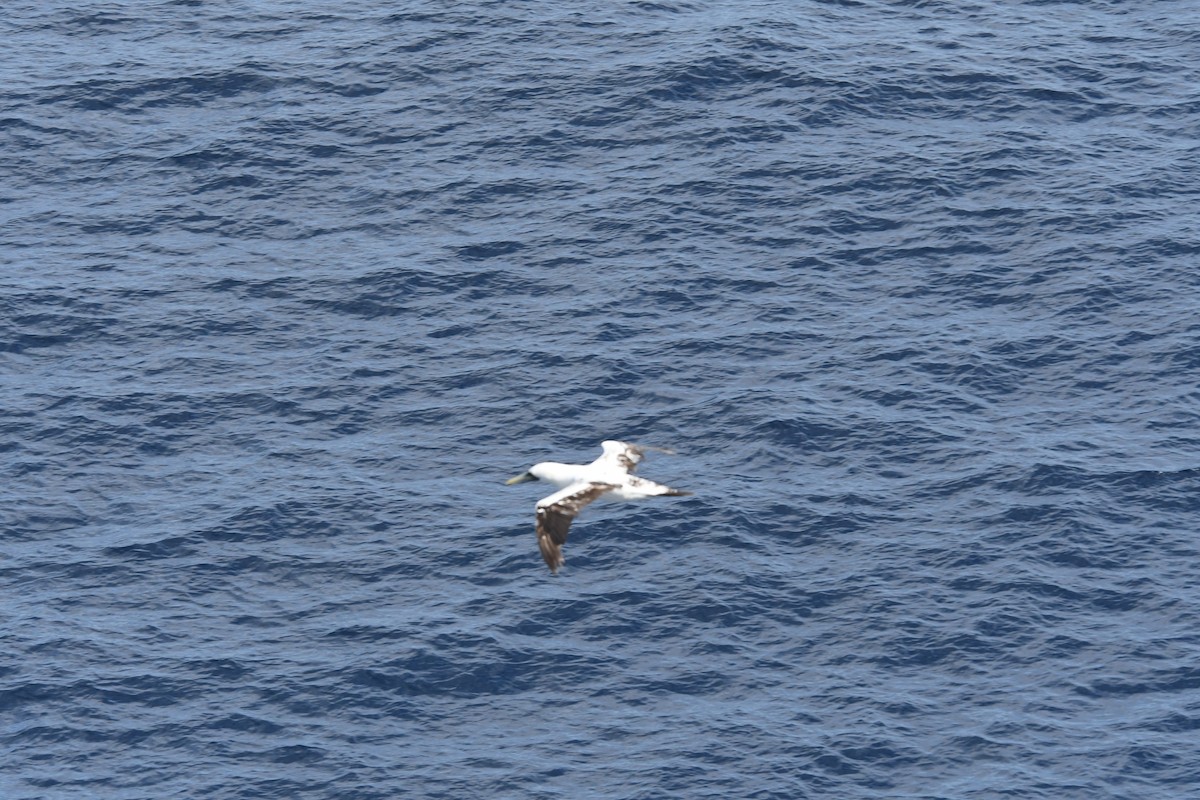 terej maskový - ML647091036