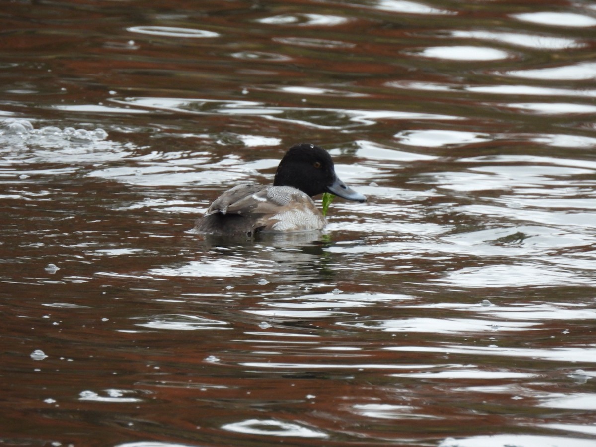 Murgilari lepokoduna - ML647091049