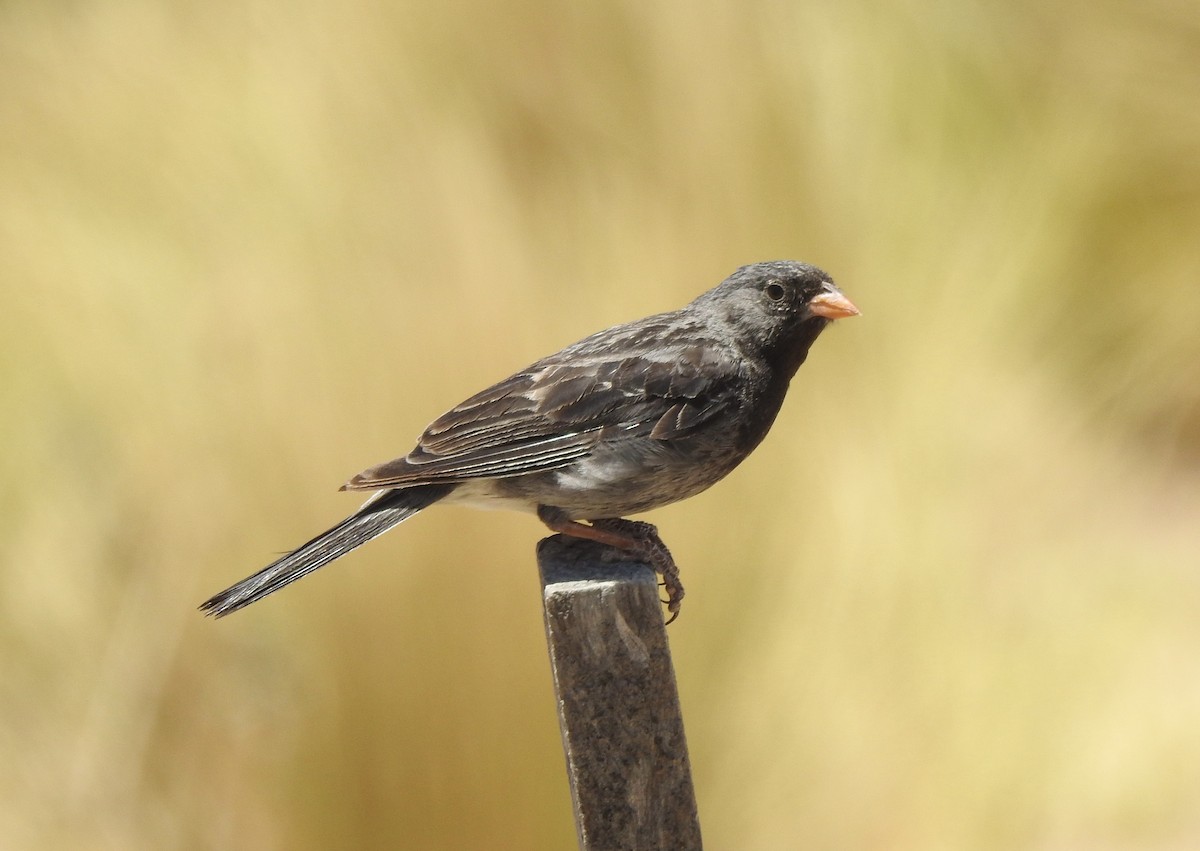 Carbonated Sierra Finch - ML647091061