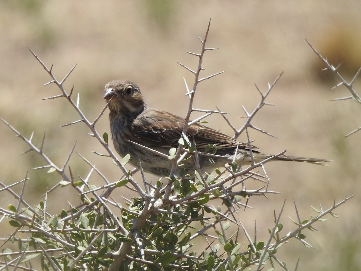 Carbonated Sierra Finch - ML647091062