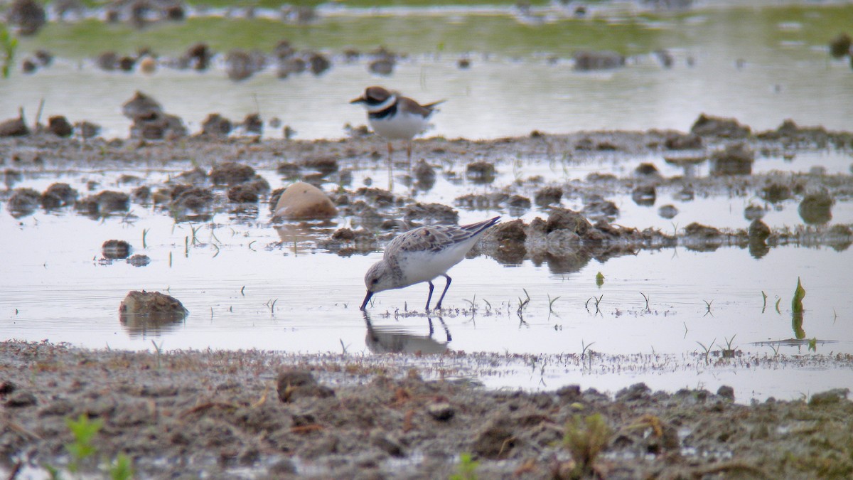 Sanderling - ML647091063