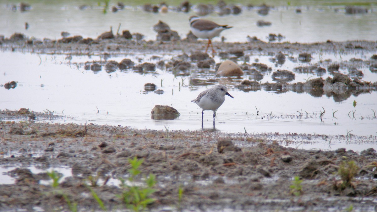 Sanderling - ML647091065