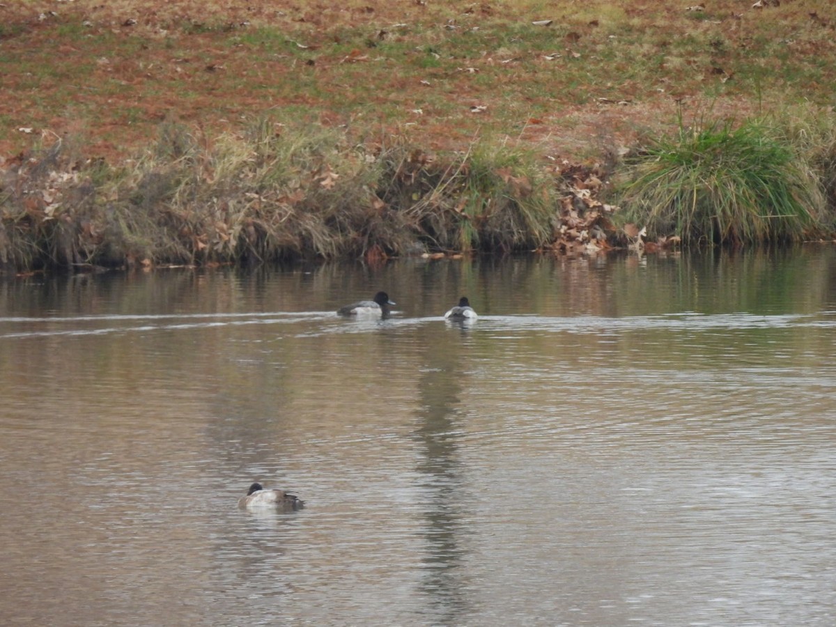 Murgilari txikia - ML647091066