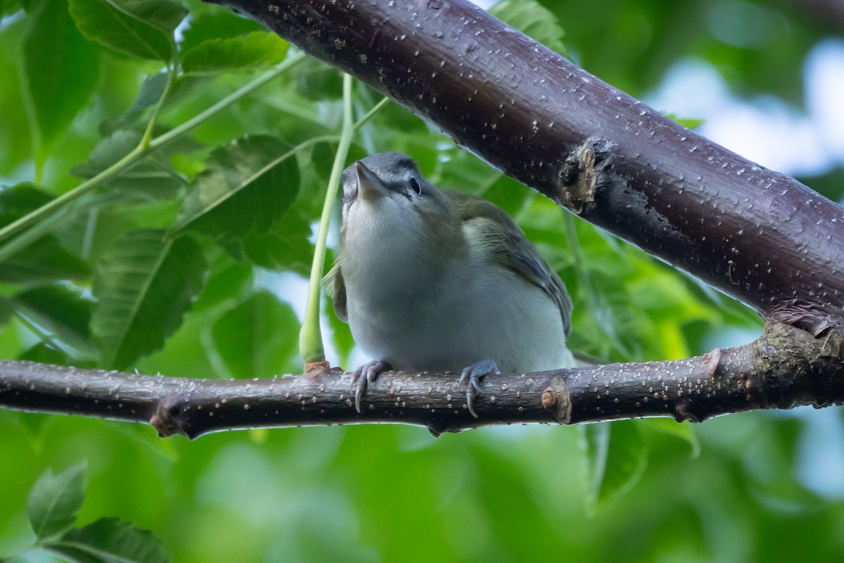 アカメモズモドキ - ML647091078