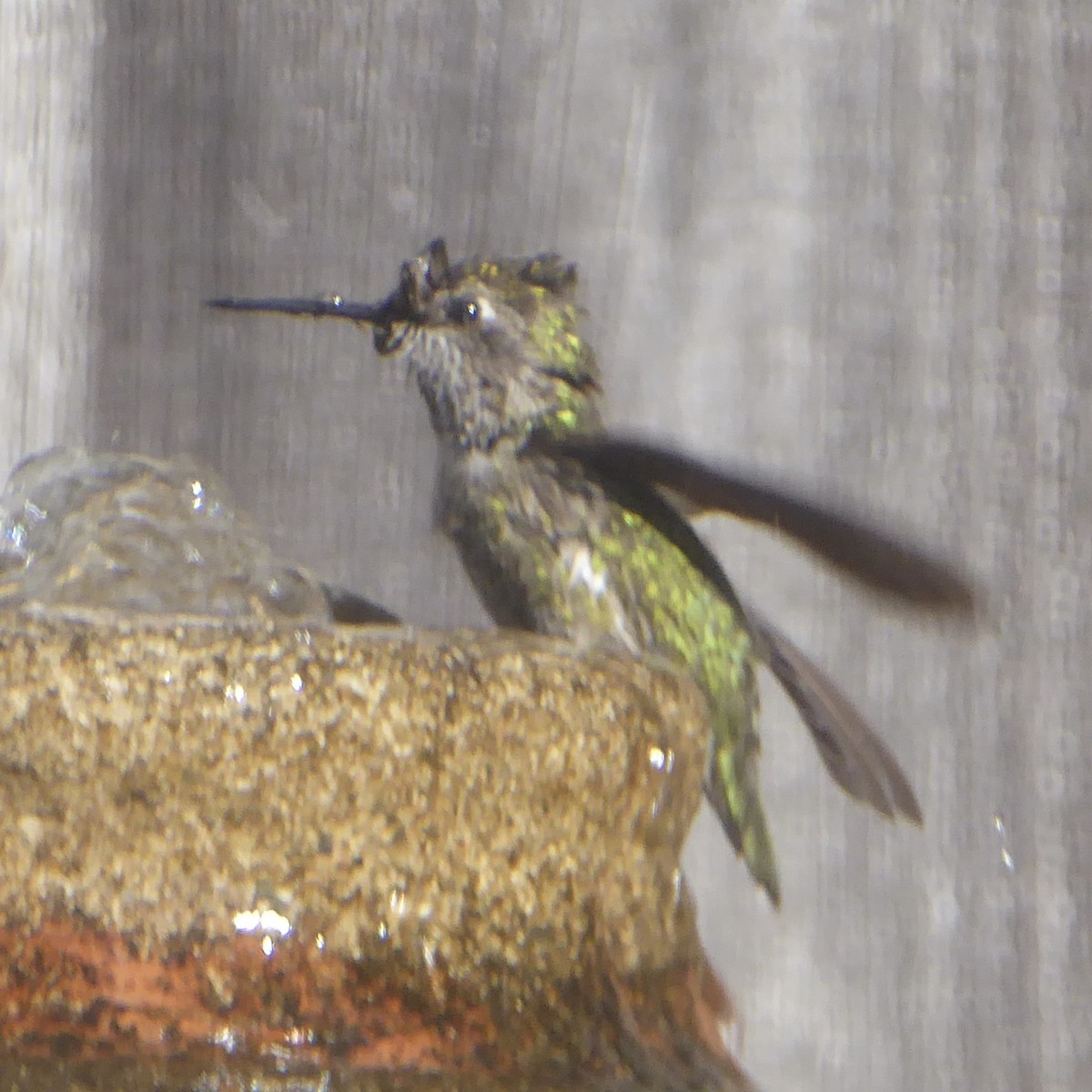 kalypta růžovohlavá - ML647091099