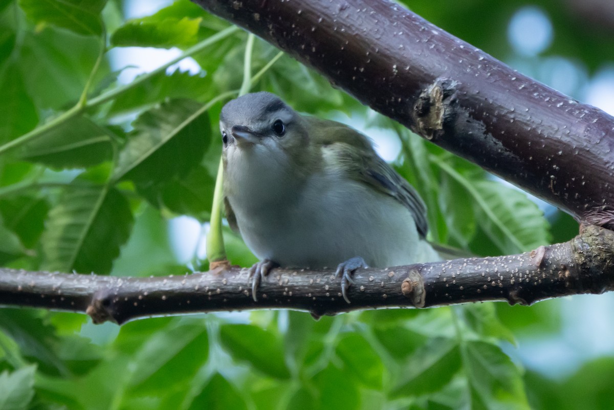 アカメモズモドキ - ML647091105