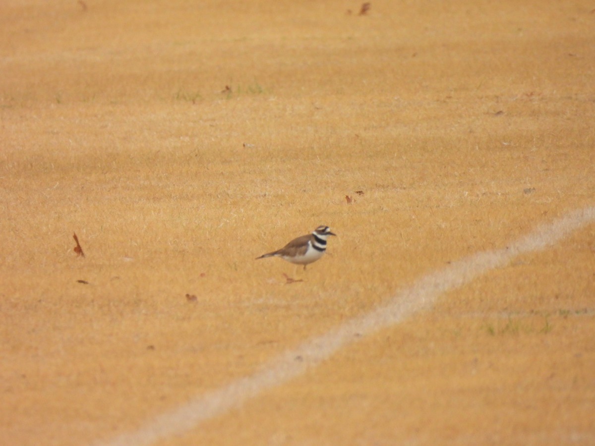 Kildir txirritxoa - ML647091106