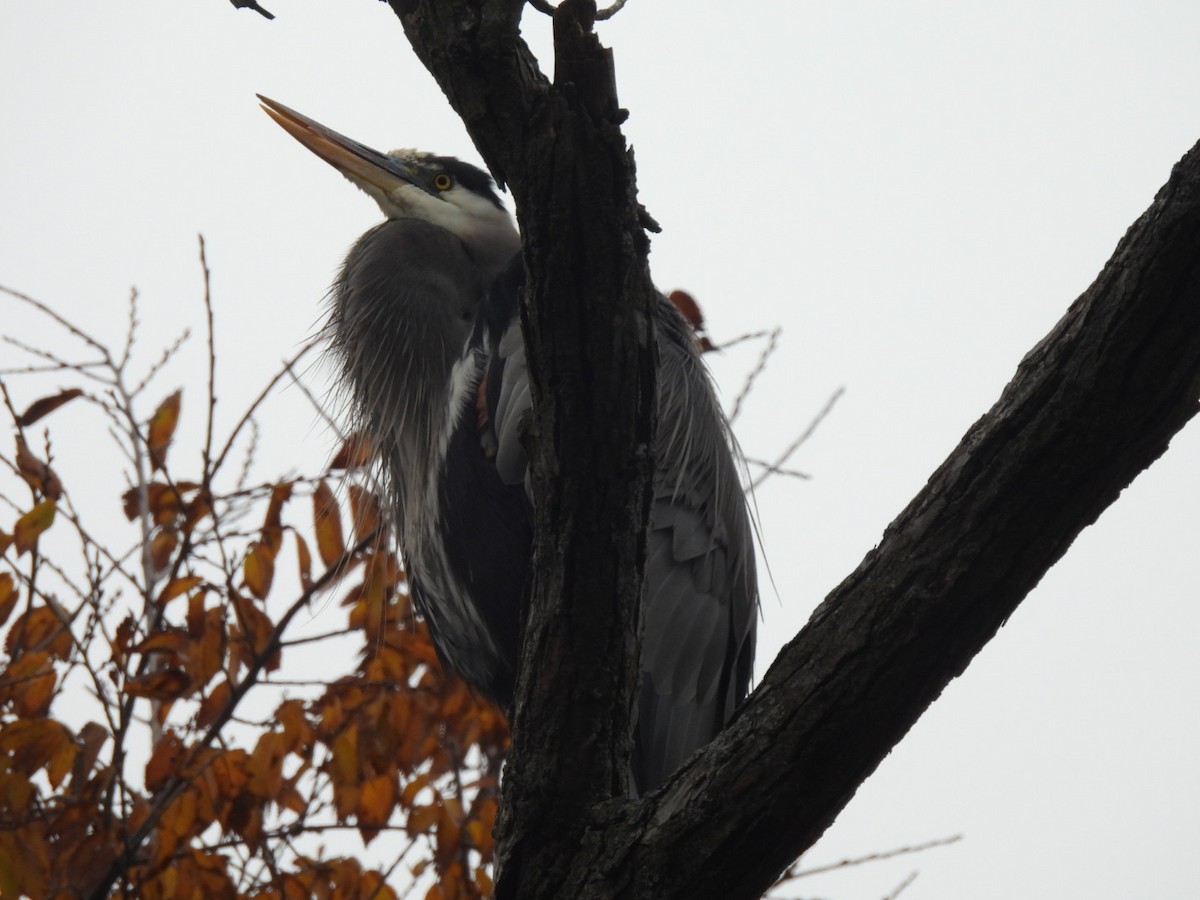 Great Blue Heron (Great Blue) - ML647091117