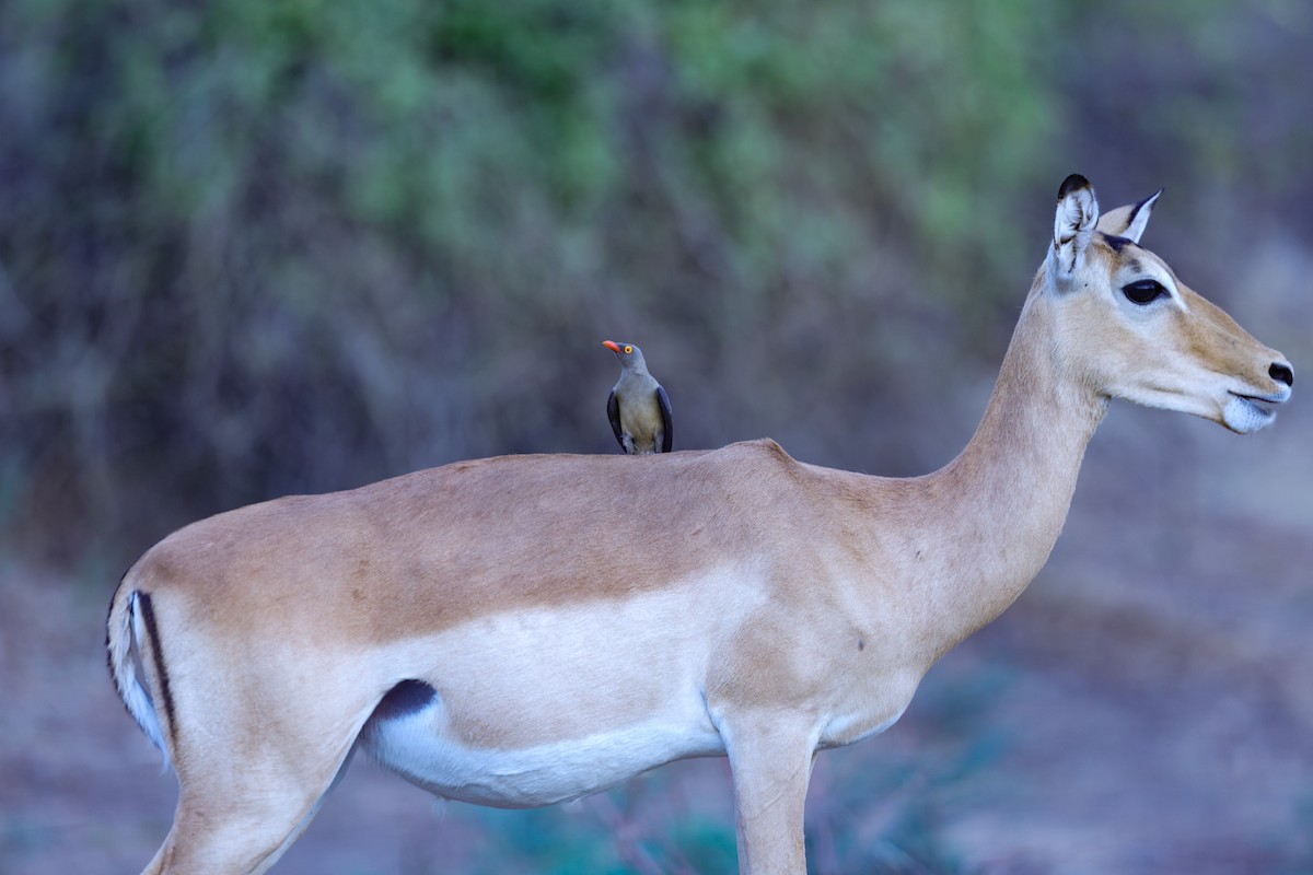 rødnebboksehakker - ML647091118