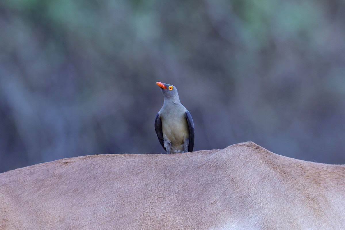 rødnebboksehakker - ML647091119