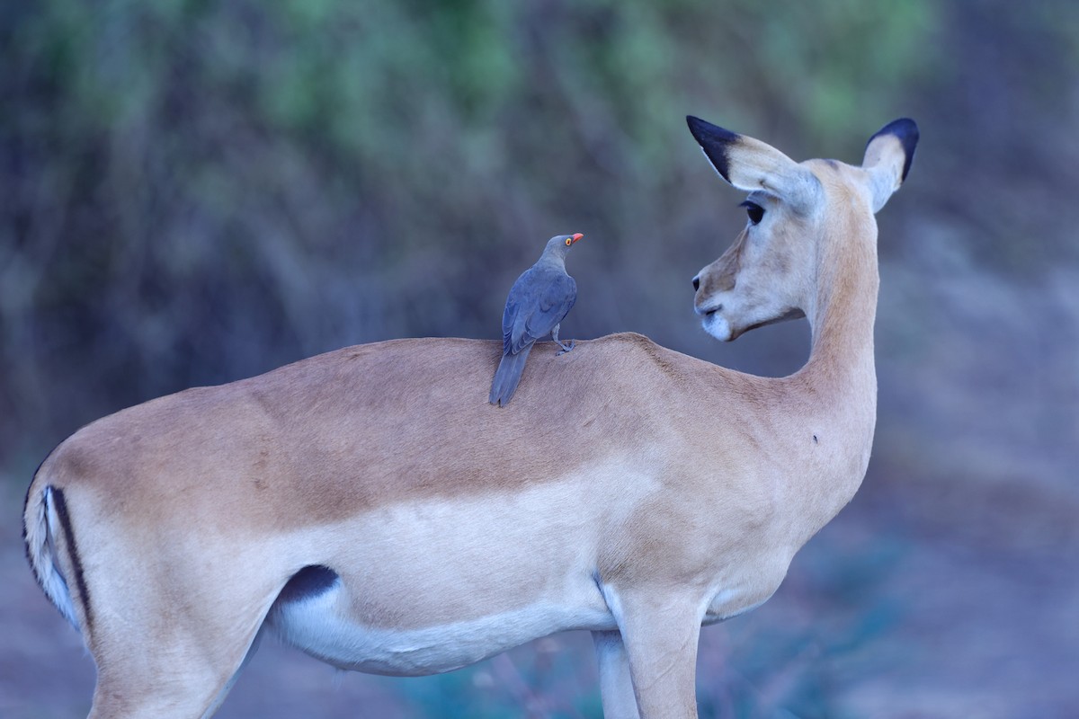 rødnebboksehakker - ML647091120