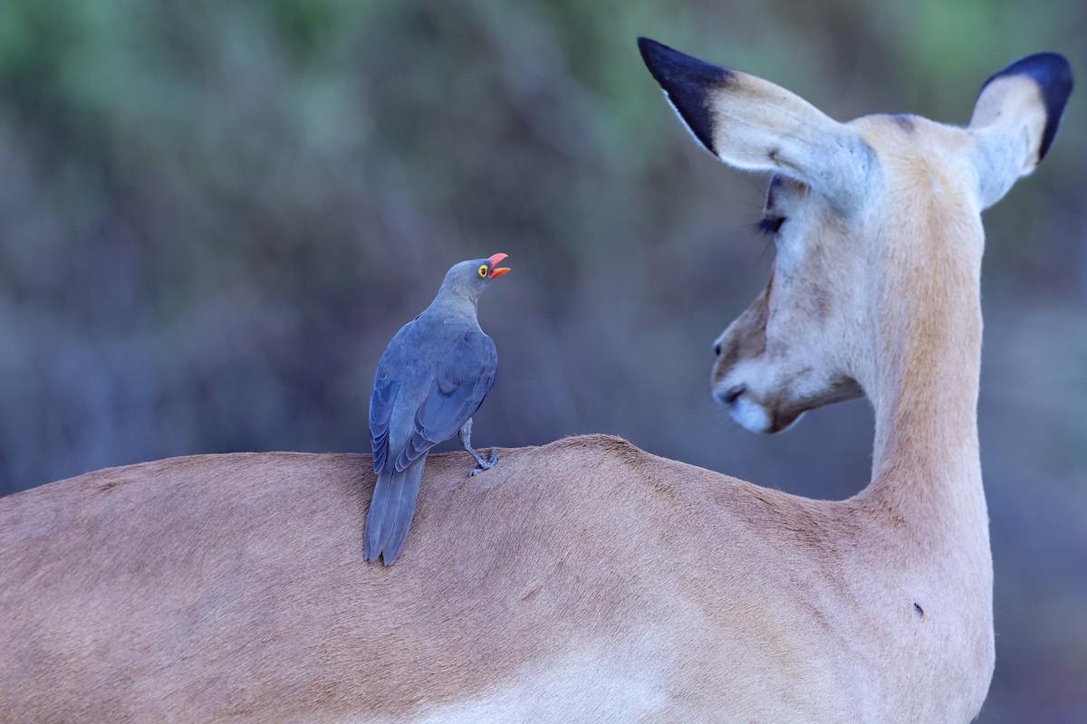 rødnebboksehakker - ML647091121