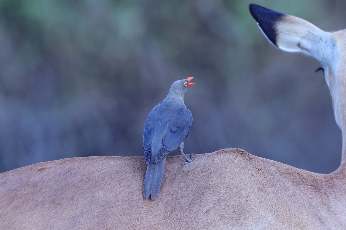 rødnebboksehakker - ML647091122