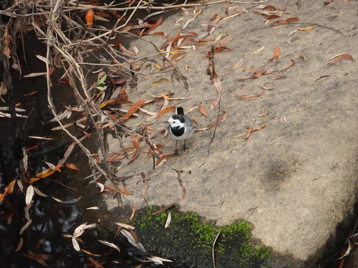 White Wagtail - ML647091127
