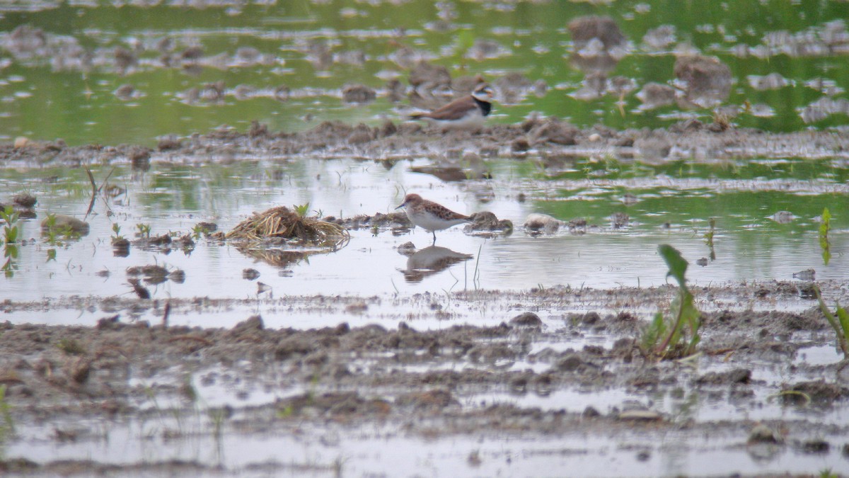 Little Stint - ML647091128