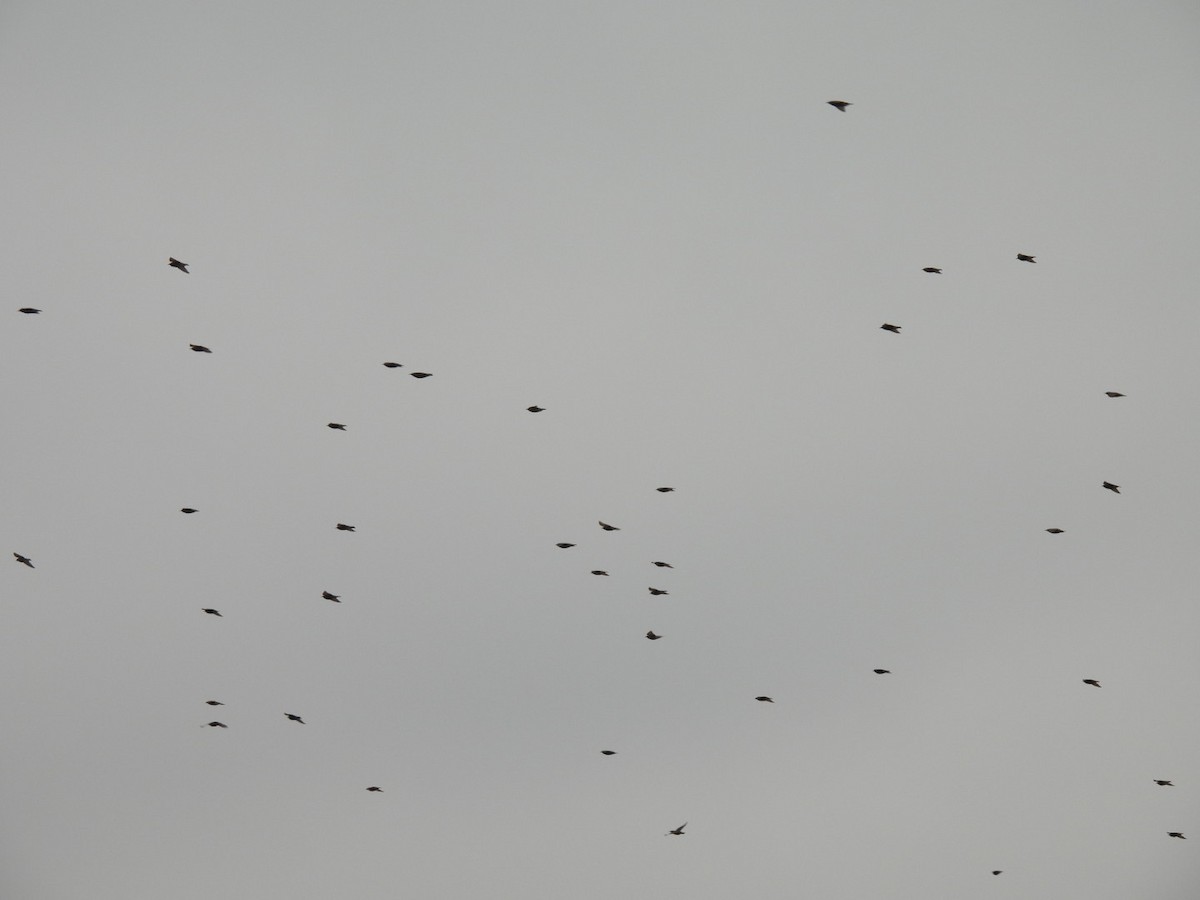 Arabazozo pikarta - ML647091133