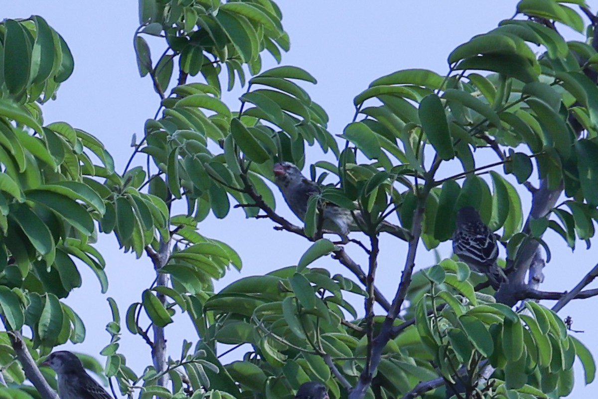 קואלאה אדומת-מקור - ML647091144