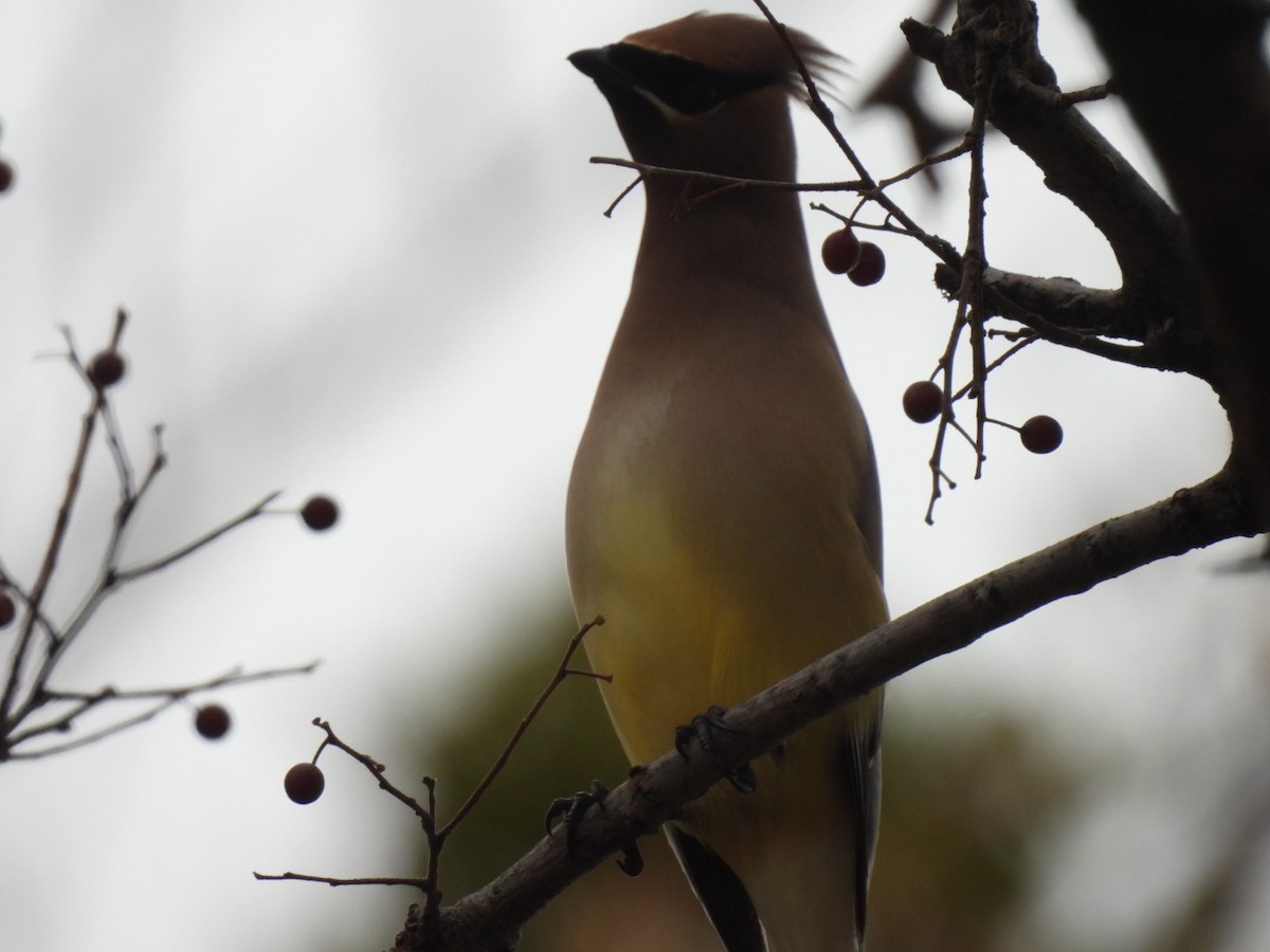 Buztanori amerikarra - ML647091145