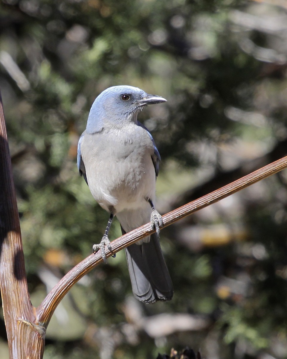 Сойка сіровола [група wollweberi] - ML647091155