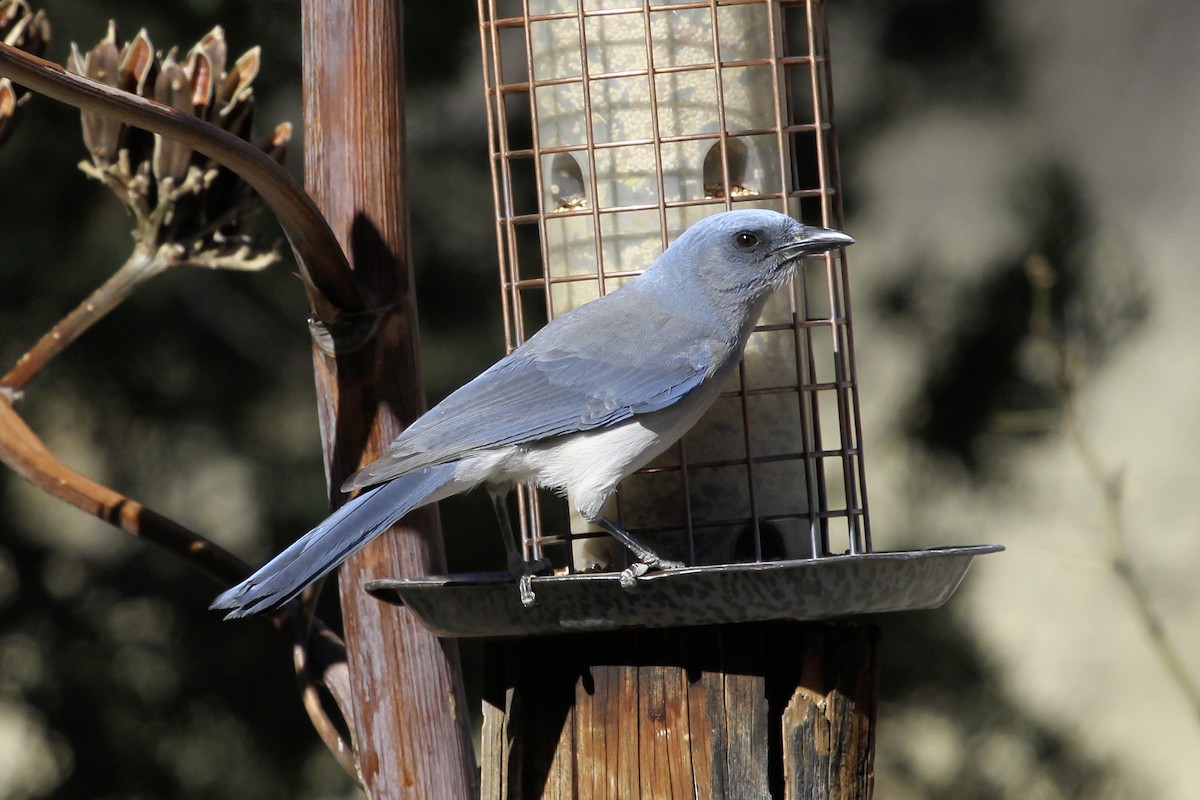 Сойка сіровола [група wollweberi] - ML647091160