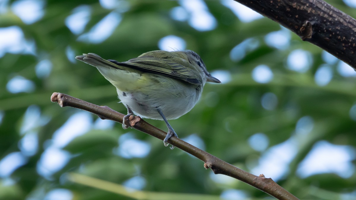 アカメモズモドキ - ML647091174