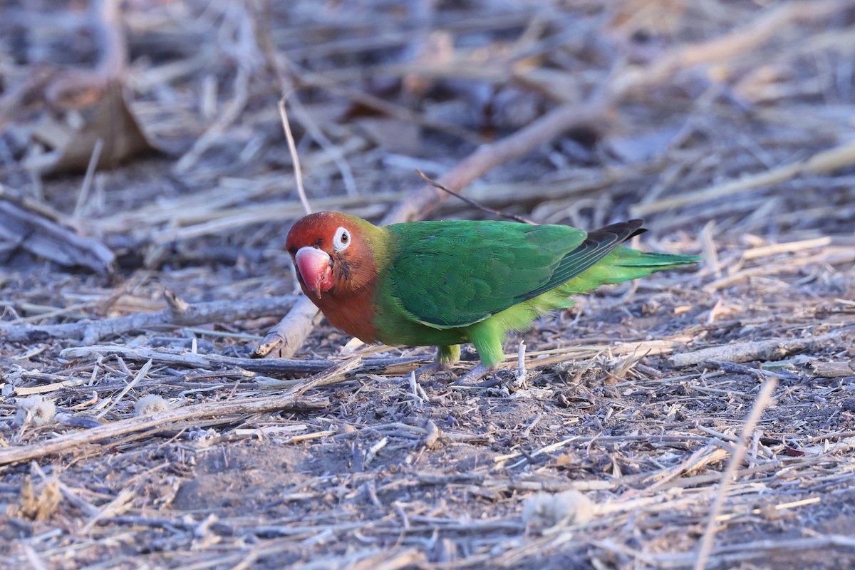 Lilian's Lovebird - ML647091185