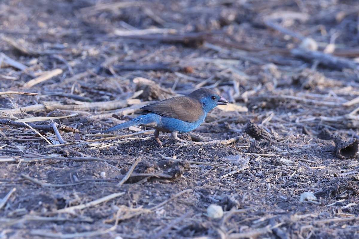 Southern Cordonbleu - ML647091187