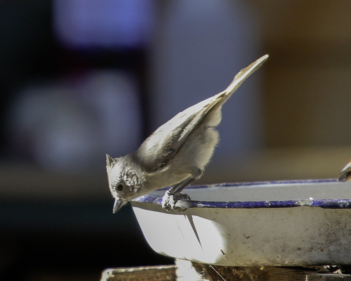 Juniper Titmouse - ML647091194