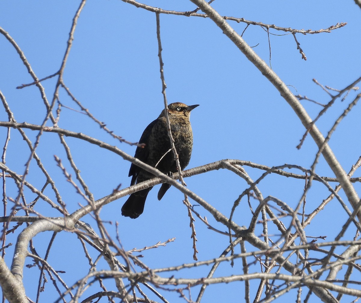 Rusty Blackbird - ML647091195