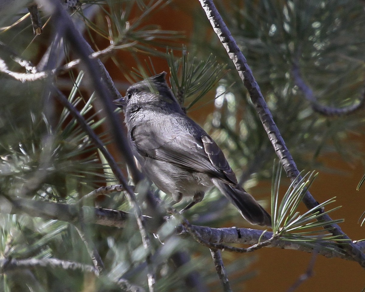 Juniper Titmouse - ML647091196