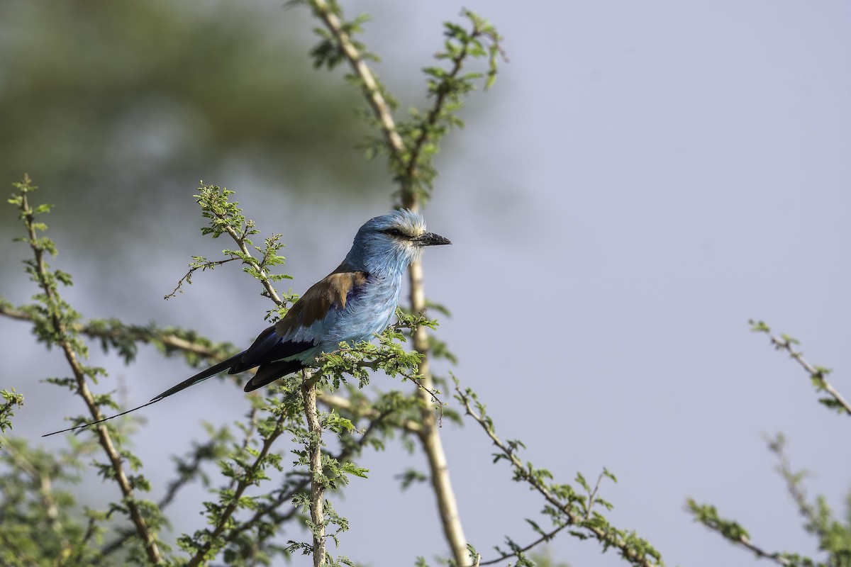 Karraka abisiniarra - ML647091210