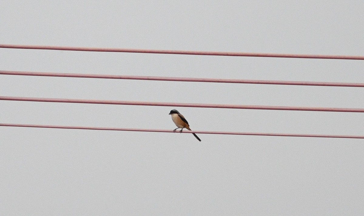 Antzandobi isats-luzea - ML647091211