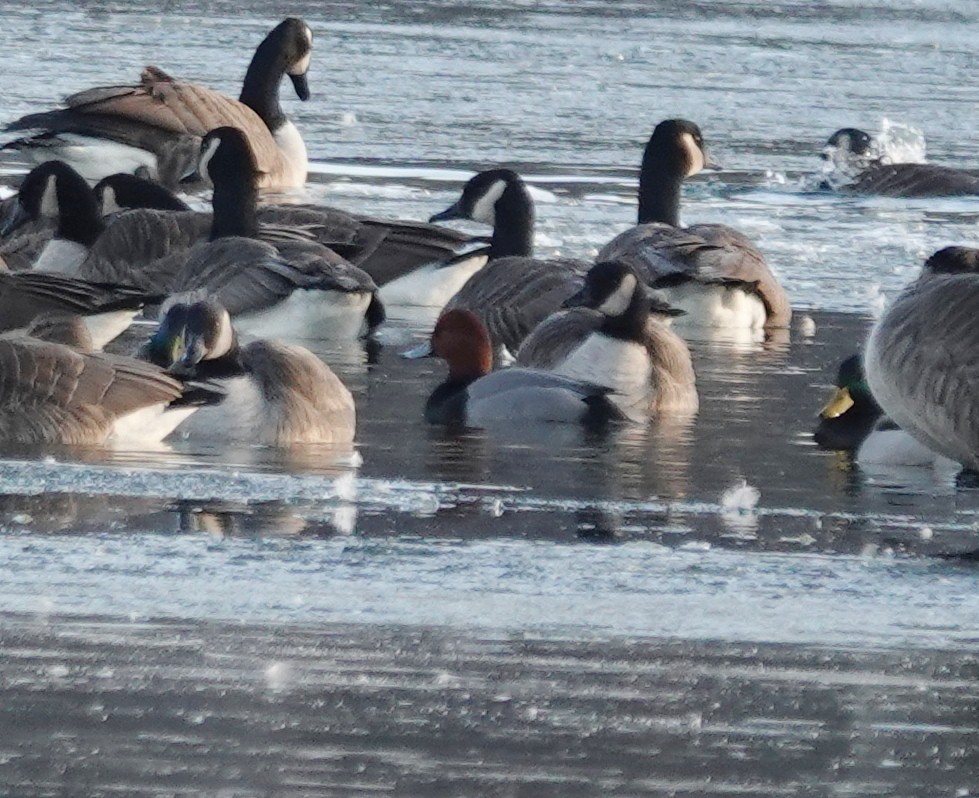 Redhead - ML647091228