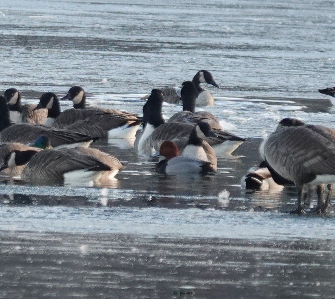 Redhead - ML647091229