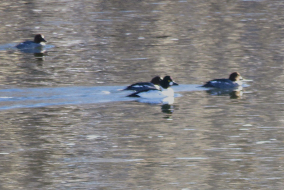 ホオジロガモ - ML647091230