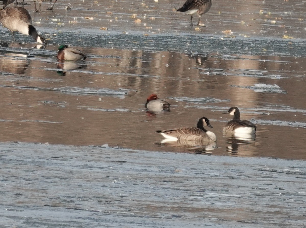 Redhead - ML647091235