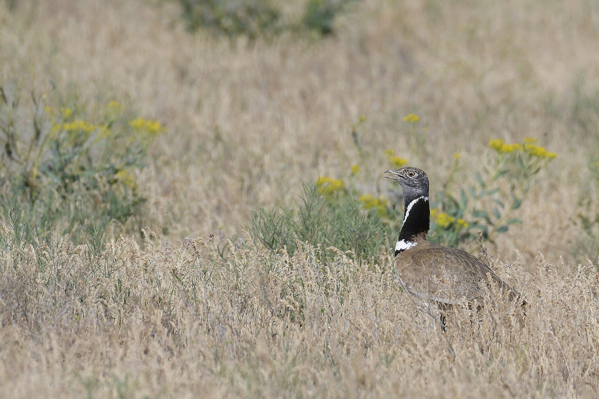 Little Bustard - ML647091242