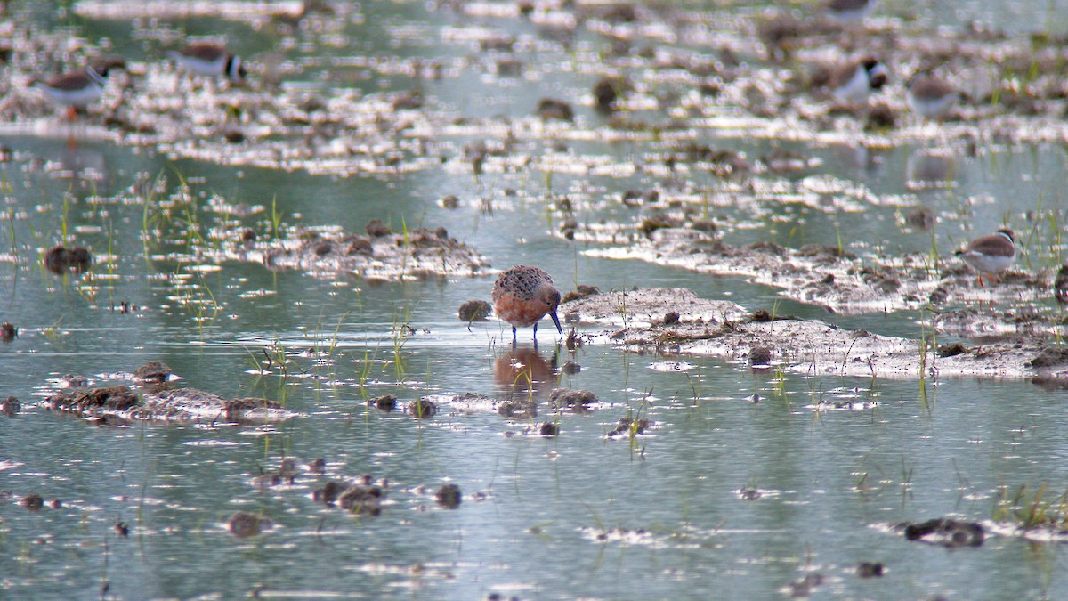 חופית להקנית - ML647091248